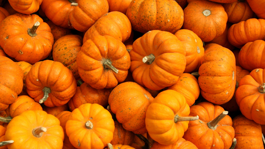 Autumn in Newcastle - pumpkin