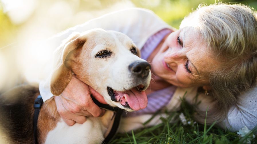 How animals support mental wellbeing
