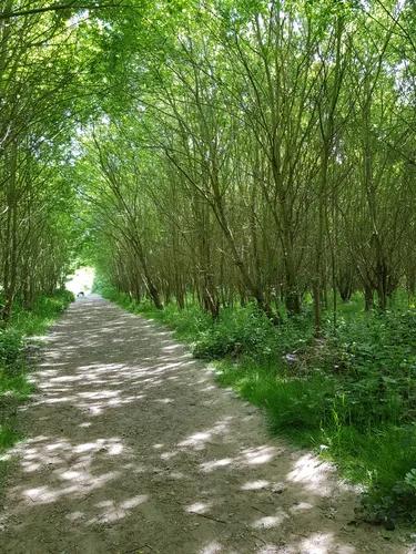Jeskyns Community Woodland Jeskyns Community Woodland