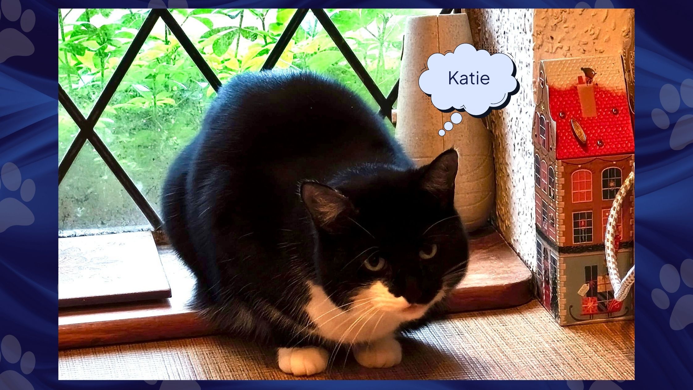 Pets LP: Katie