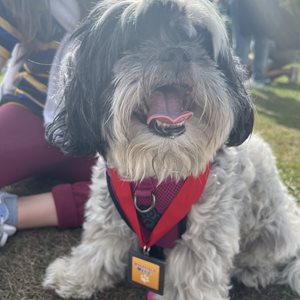 Fluffy dog Wakefield Walkies medal